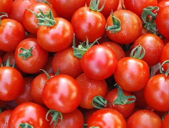 牛奶番茄腹瀉 牛奶番茄腹瀉