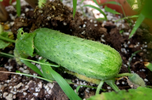 小黃瓜葉子變黃處理