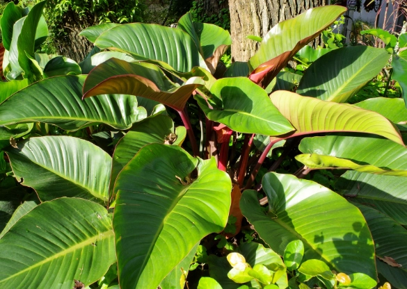 紅帝王蔓綠絨繁殖 紅帝王蔓綠絨繁殖