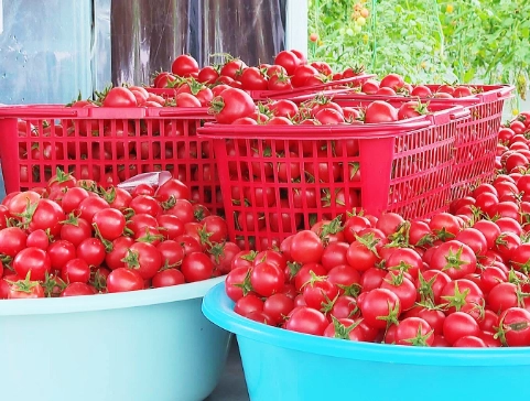 牛奶番茄腹瀉 牛奶番茄腹瀉