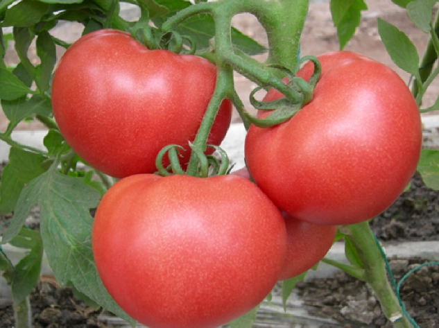 牛奶番茄腹瀉 牛奶番茄腹瀉