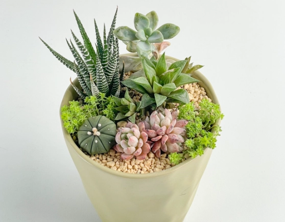 陶盆優缺點比較 陶盆優缺點比較