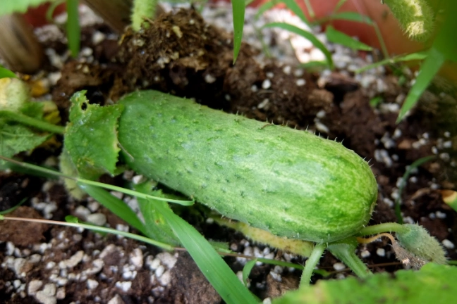 小黃瓜種植季節