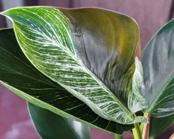 鉑金蔓綠絨養護 鉑金蔓綠絨養護