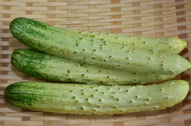 胡瓜栽培方法 胡瓜栽培方法