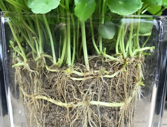 植物根系養護 植物根系養護