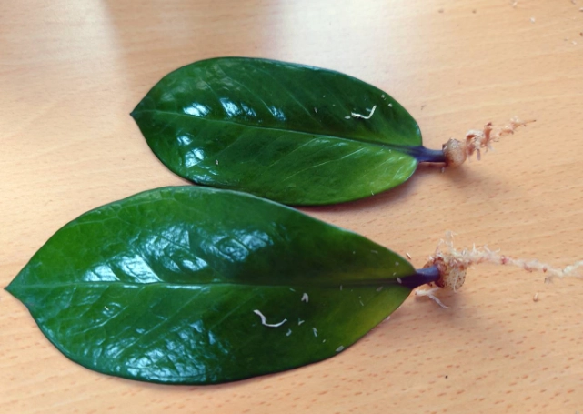 植物生根方法 植物生根方法