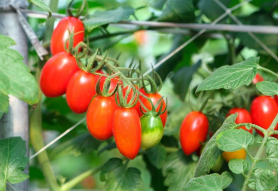 番茄栽培浇水方法