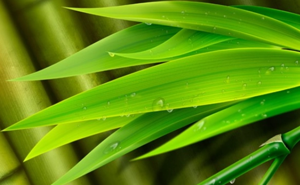 室內植物養護 室內植物養護