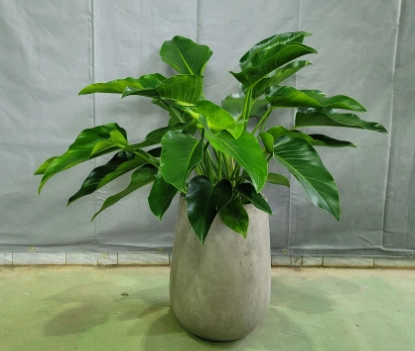 綠鑽植物病害 綠鑽植物病害