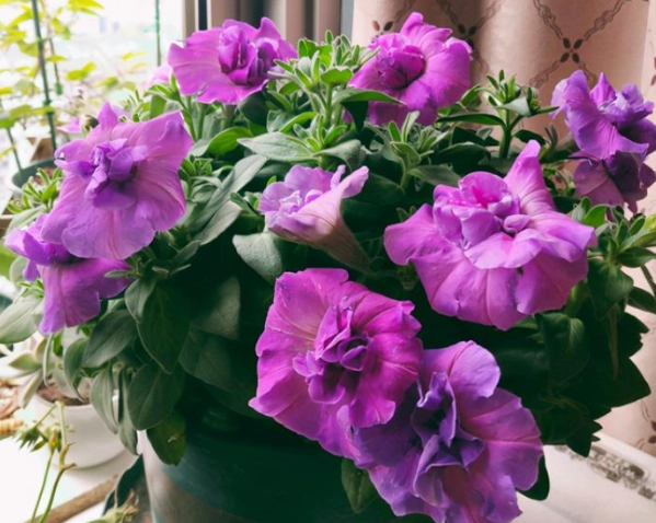 植物養根方法 植物養根方法