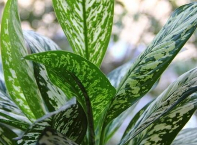 室內植物澆水 室內植物澆水