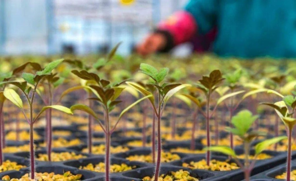 番茄幼苗病虫害 番茄幼苗病虫害