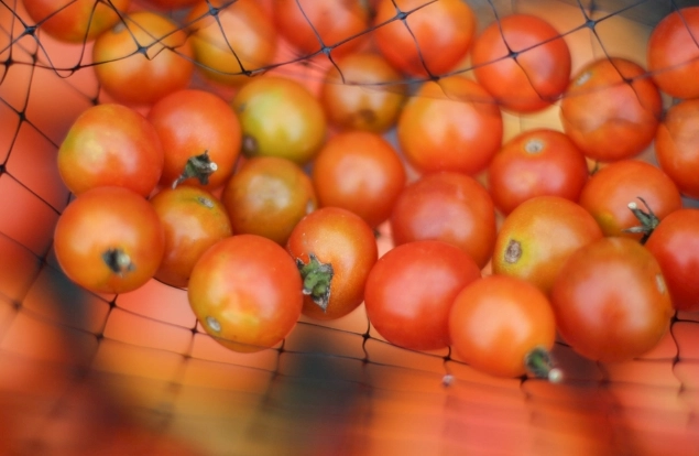 小番茄卡路里 小番茄卡路里