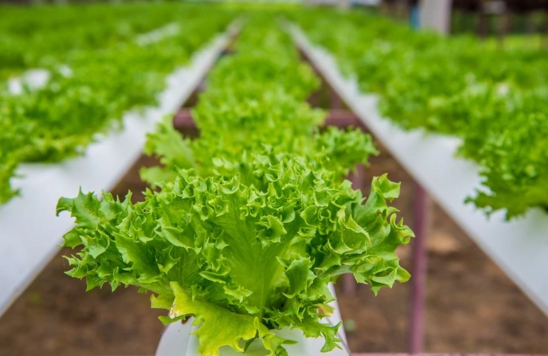 水耕蔬菜種類 水耕蔬菜種類