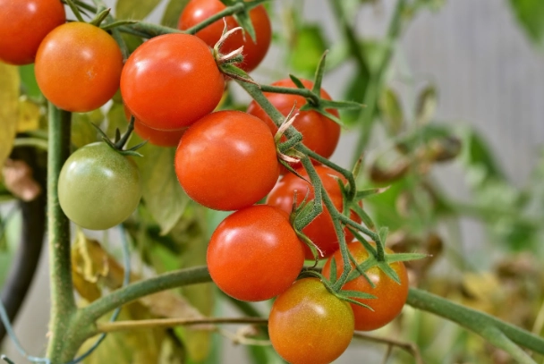 小果番茄设施栽培 小果番茄设施栽培