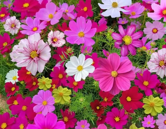 懶人花園設計 懶人花園設計