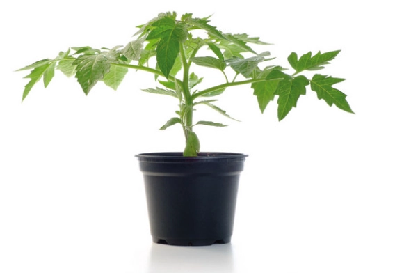 番茄幼苗種植 番茄幼苗種植