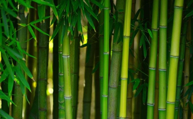 竹子葉子變黃處理 竹子葉子變黃處理