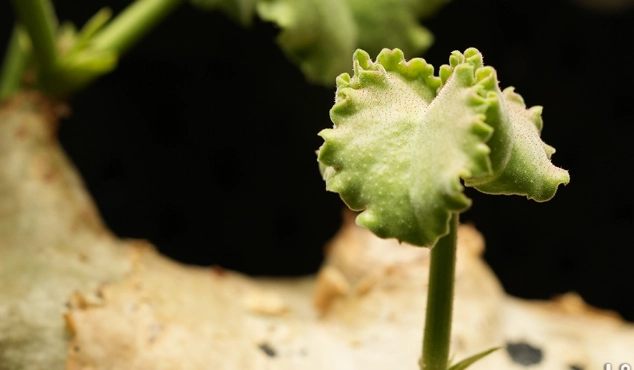 開根劑DIY 開根劑DIY