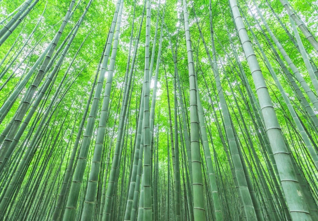 竹子養護技巧 竹子養護技巧