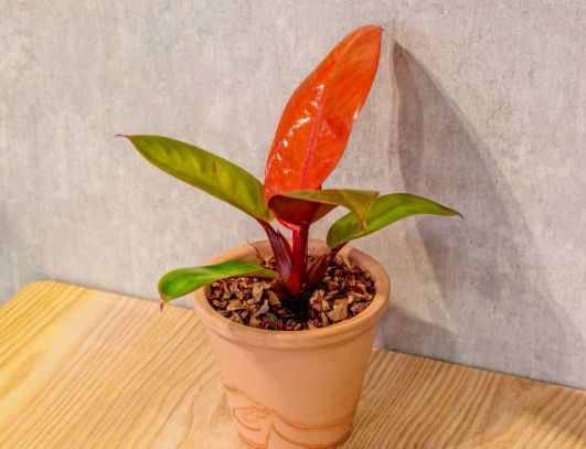 紅帝王蔓綠絨繁殖 紅帝王蔓綠絨繁殖