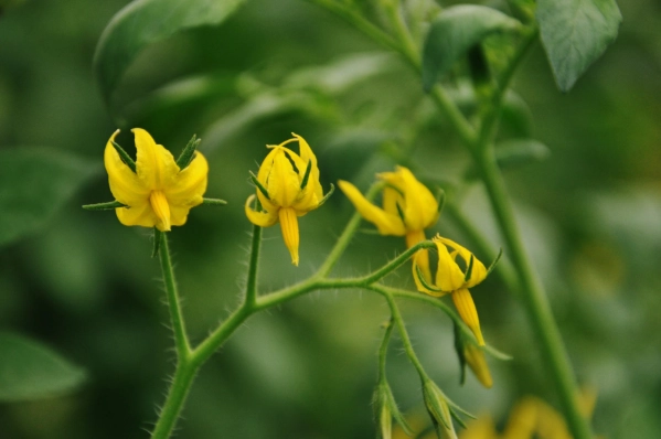 番茄病毒病防治