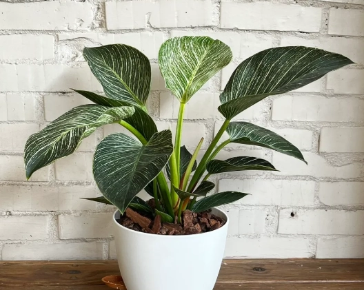 鉑金蔓綠絨養護 鉑金蔓綠絨養護