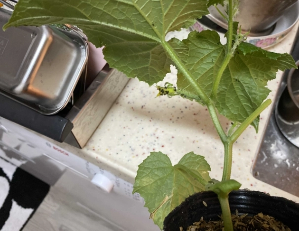 小黄瓜种植方法