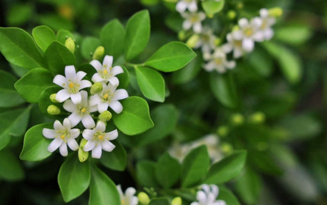 七里香扦插技巧