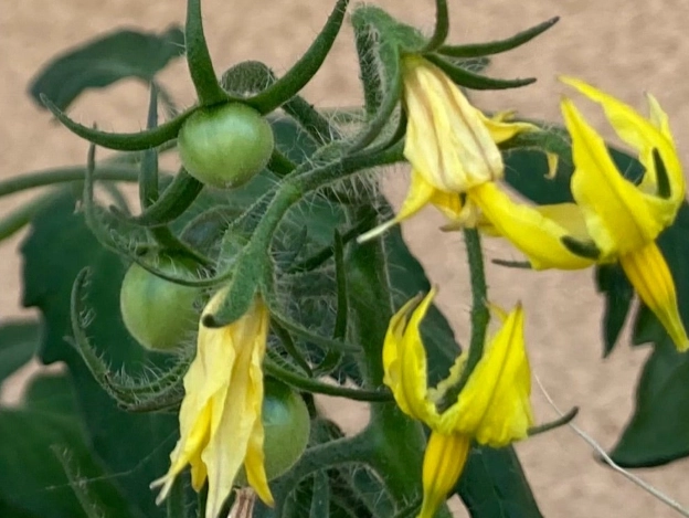 牛奶番茄腹瀉 牛奶番茄腹瀉