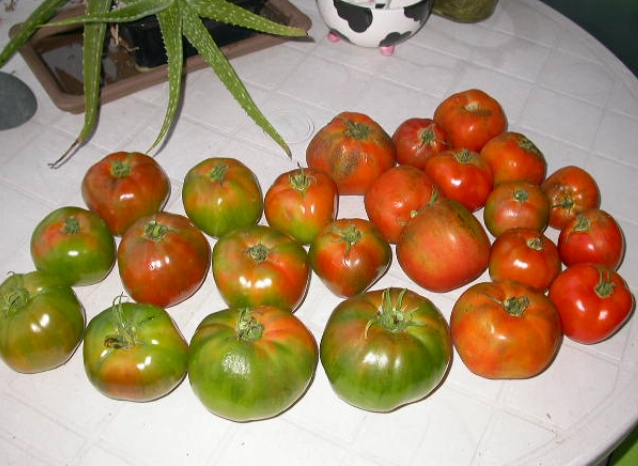 番茄開花不結果