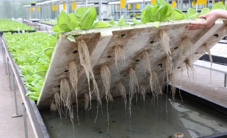 水耕蔬菜推薦 水耕蔬菜推薦