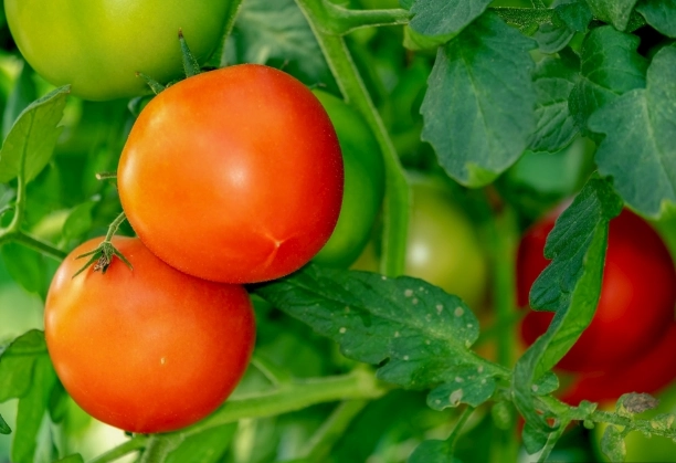 番茄結果方法 番茄結果方法