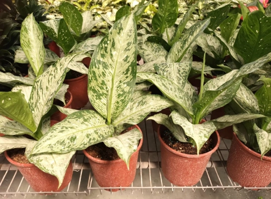 萬年青澆水技巧 萬年青澆水技巧