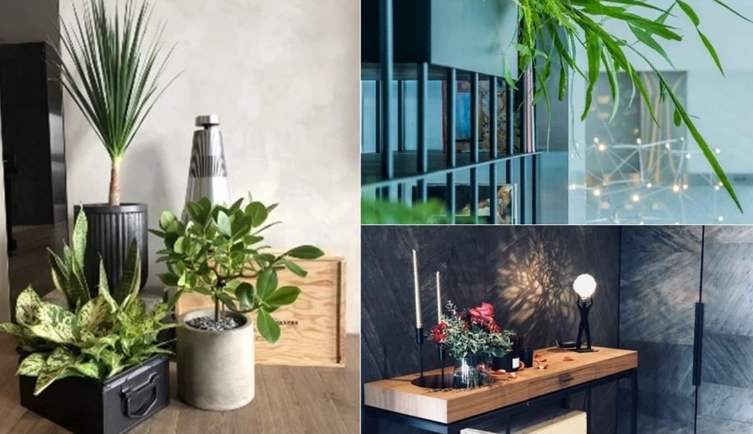 低維護室內植物 低維護室內植物