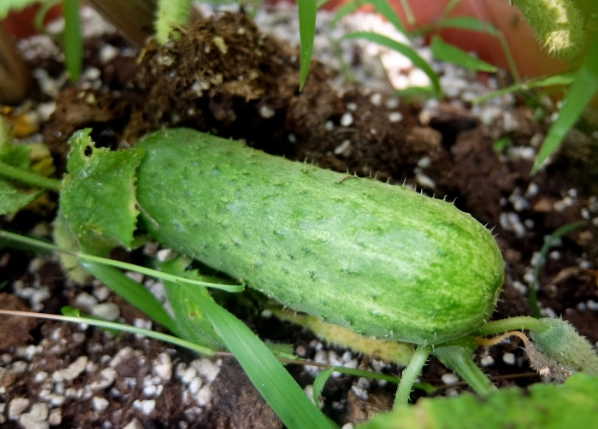 黃瓜發芽營養變化 黃瓜發芽營養變化