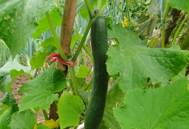 黄瓜黄叶原因 黄瓜黄叶原因