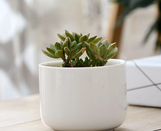 陶盆優缺點比較 陶盆優缺點比較