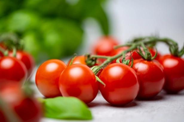 番茄結果期施肥