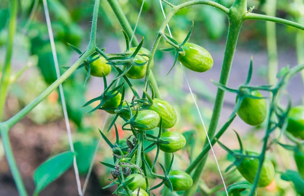 番茄栽培浇水方法