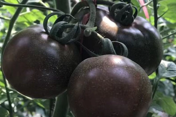 番茄種植時機 番茄種植時機