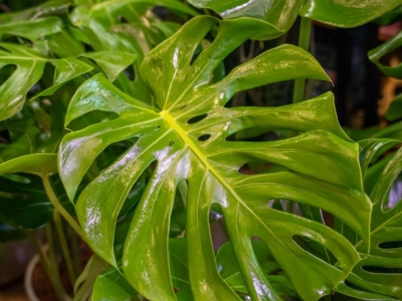 龜背芋節點照顧