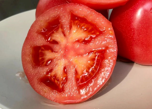 阳台小番茄栽培 阳台小番茄栽培