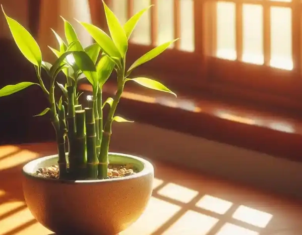 富貴竹葉子照顧 富貴竹葉子照顧