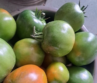 盆栽番茄種植 盆栽番茄種植