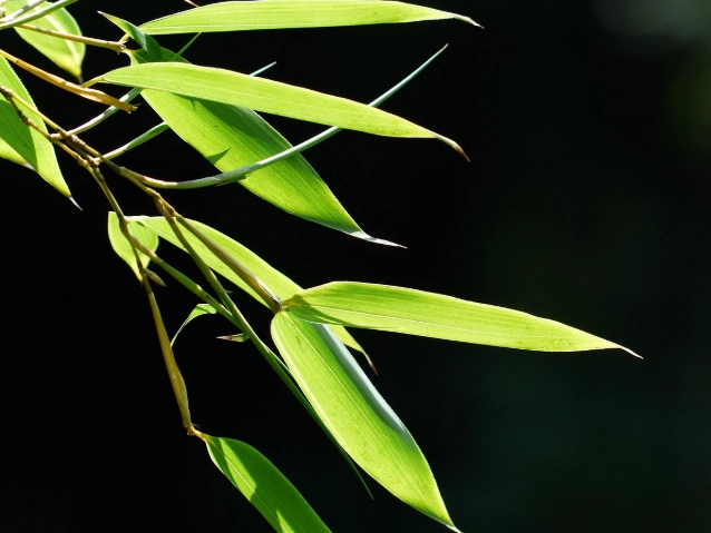 發財竹黃葉原因 發財竹黃葉原因