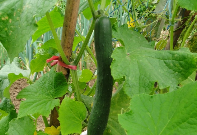 黃瓜發芽營養變化 黃瓜發芽營養變化