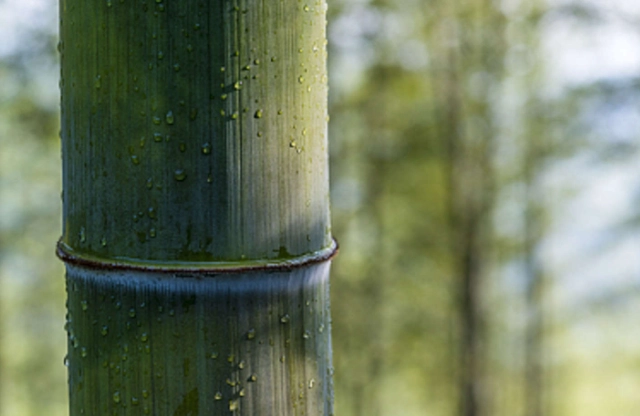 發財竹黃葉原因 發財竹黃葉原因