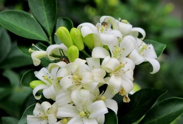 七里香種植指南